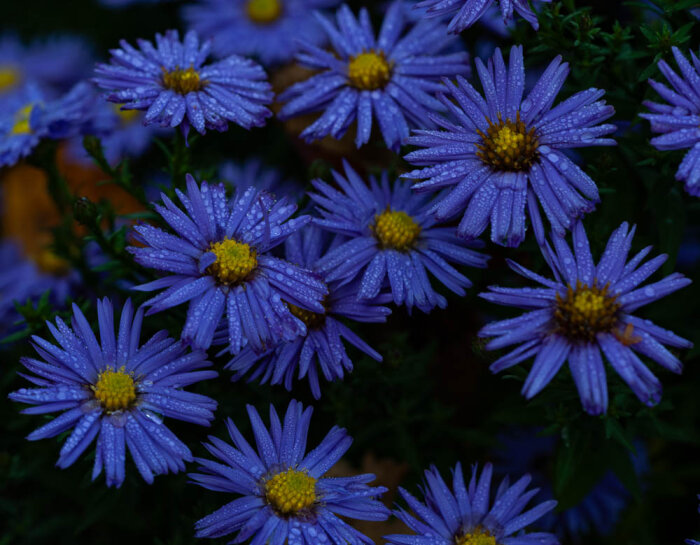 Närbild av blommande lila höstaster med daggdroppar på kronbladen.