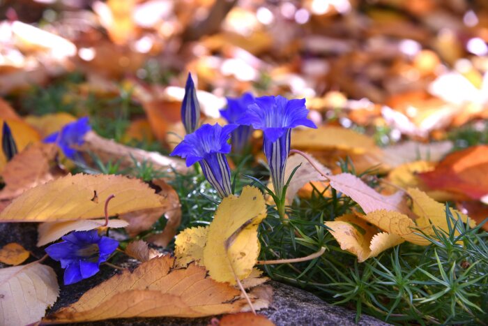 Blåa Gentiana sino-ornata blommor i trädgården bland höstlöv i oktober.