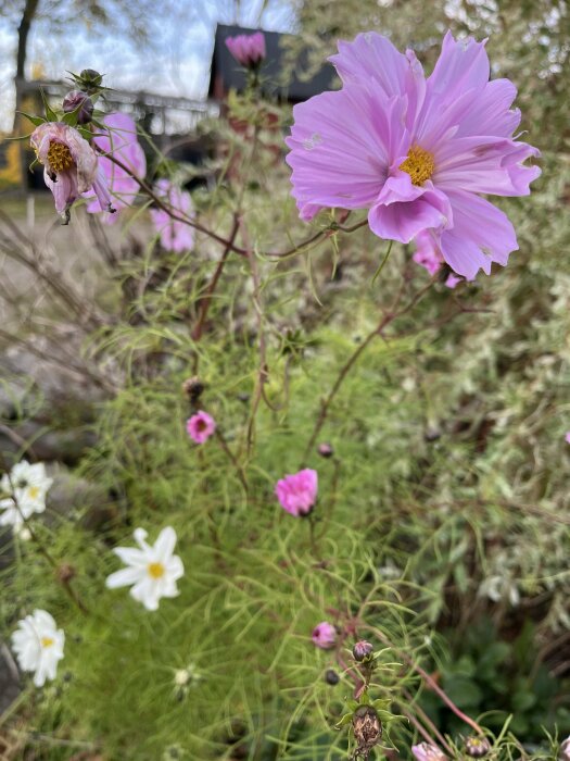 Rosa och vita blommor i olika stadier av blomning, inklusive en vissnad blomma, mot en bakgrund av gröna blad och en byggnad.