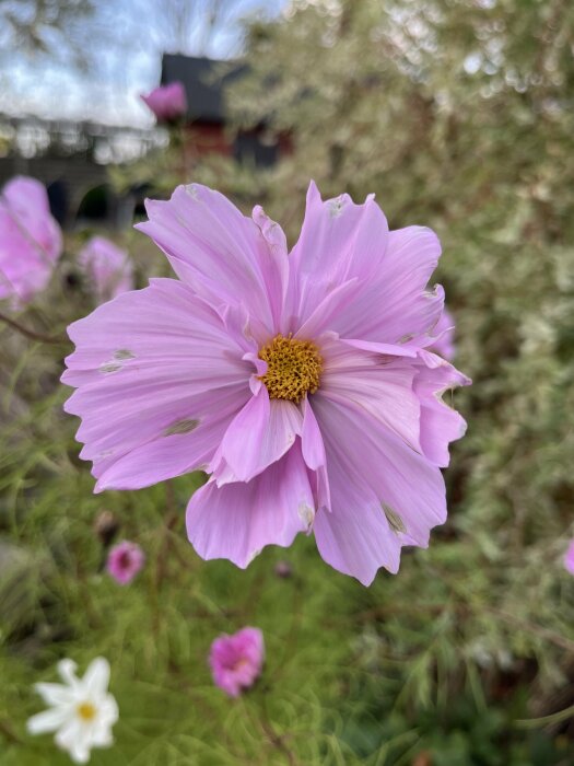 En ljuslila blomma med skadade kronblad i en trädgårdsmiljö, omgiven av gröna växter och suddiga blommor i bakgrunden.