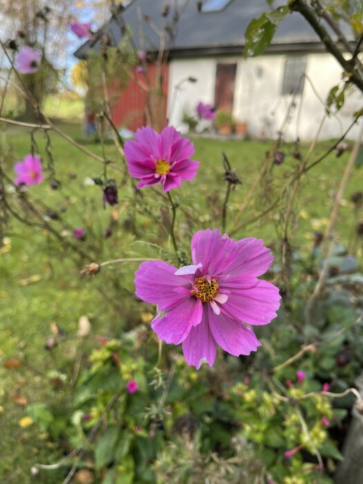 Närbild på en rosa blomma i en trädgård med ett hus i bakgrunden.