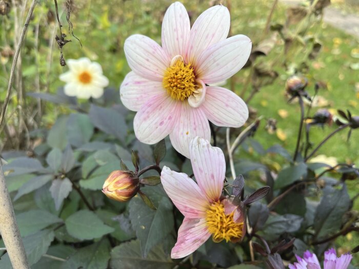 Närbild på rosa och vit blomma med gul mitt, omgiven av gröna blad och en suddig bakgrund med mer grönska och en avlägsen vit blomma.