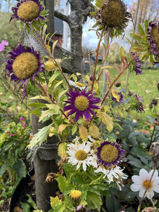 Färgglada blommor i olika stadier av blomning, från levande till vissnande, omgivna av gröna blad i trädgårdsmiljö.