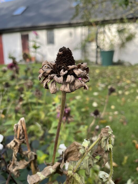 Närbild på en torkad, vissnad blomma i en trädgård med en suddig bakgrund av ett hus.