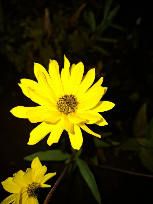 Gul blomma med mörk mitt och smala blad, fotograferad i närbild mot en mörk bakgrund.