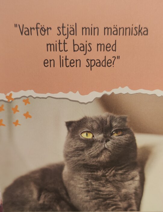 En grå katt med gula ögon tittar rakt fram. Text ovanför katten lyder: "Varför stjäl min människa mitt bajs med en liten spade?