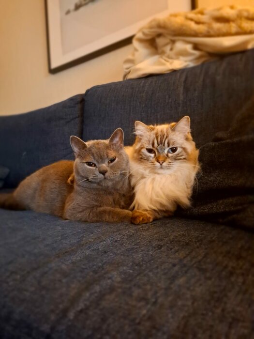 Två katter ligger tillsammans på en soffa; den grå katten håller om den fluffiga vita katten.