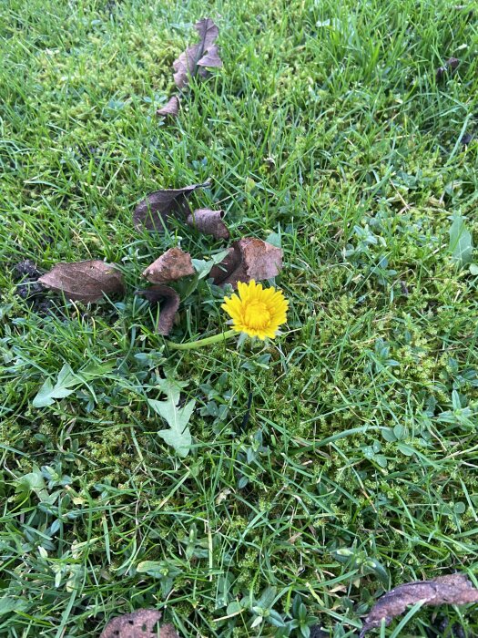 En maskros blommar på en gräsmatta, omgiven av torra löv.