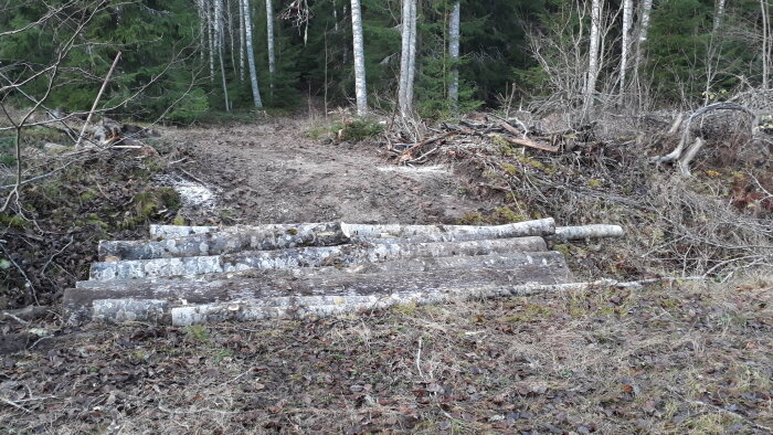 Flera aspträd ligger över en passage i skogen, med jord borttagen runtom, som del av en improviserad överfart.