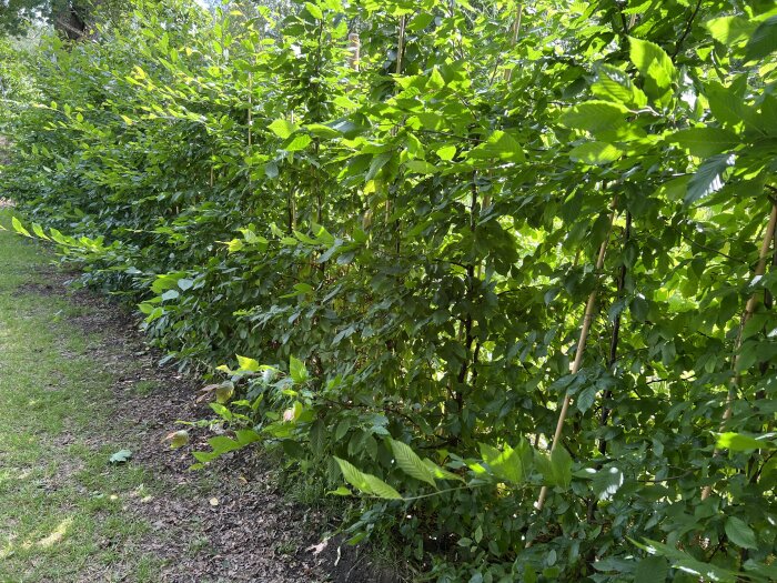 Täta gröna avenbokhäckar med frodiga blad, stödda av bambupinnar, som växer längs en gräsmatta och ger insynsskydd på tomten.