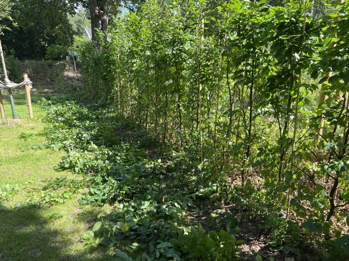 Grön häck planterad med lövverk i trädgården, omgiven av buskar och gräsmatta under solig dag.