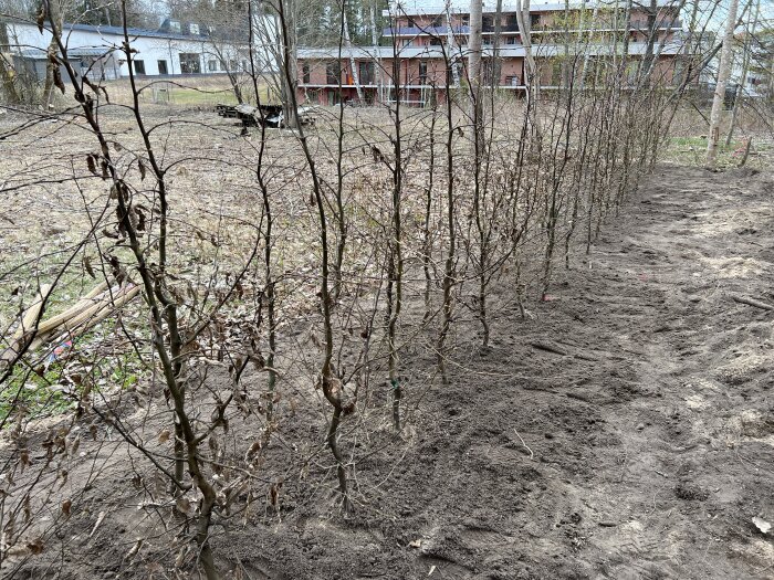 Häck av unga avenbokplantor utan löv, planterade i en rak linje längs en gräns med bar jord; byggnader syns i bakgrunden.