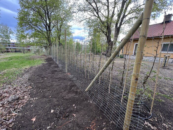 Nyplanterad häck med stöd av träramar och nätstaket bredvid en träbyggnad och träd på en tomt.