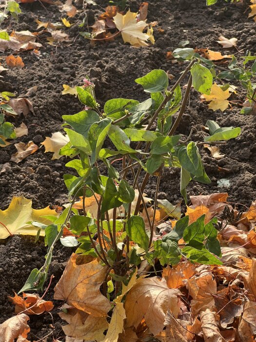 En grön planta växer i mörk jord omgiven av höstlöv. Plantan har tunna grenar och några små, nyutslagna blad. Solbelyst omgivning.