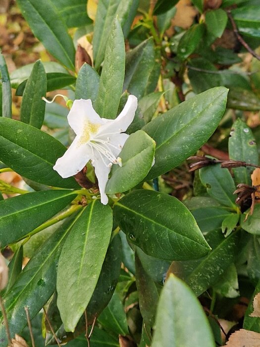 Vit rododendronblomma i full blom med gröna blad runtomkring.