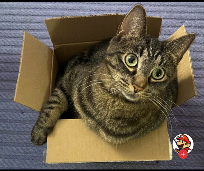 Katt med stora ögon sitter i en liten kartong på en blå matta.