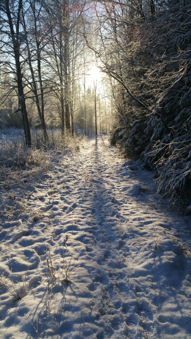 Vinterstig täckt av snö, omgiven av träd i motljus från solen.