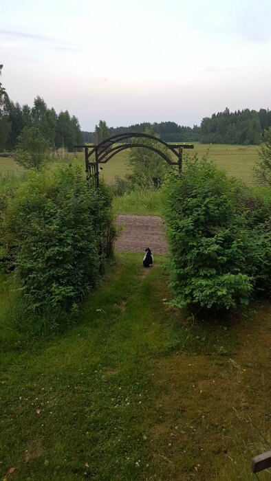 Hund sitter på gräsmatta framför trädgårdsbåge med utsikt över äng och skog i bakgrunden.