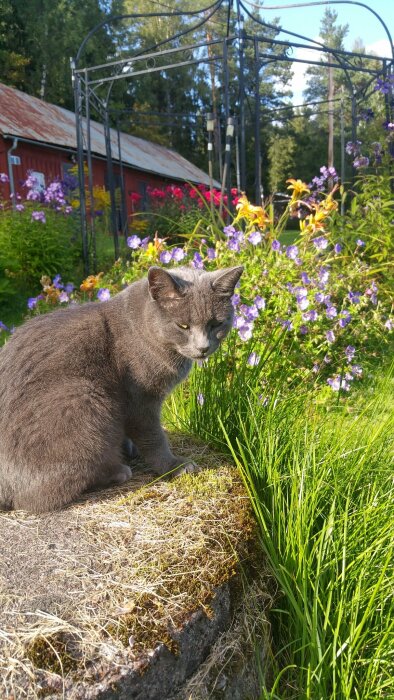 Grå katt sitter på sten med färgglada blommor och en röd byggnad i bakgrunden i en somrig trädgård.