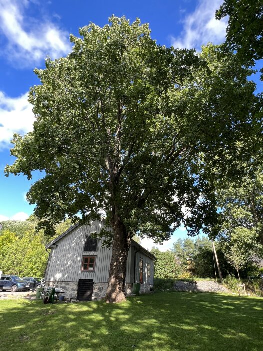 Stort lövträd framför ett litet hus i trädgård under blå himmel.