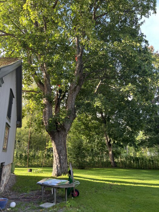 En stor lönn med kal stam nära ett hus, två arborister syns klättra i trädet, samt ett bord och en skottkärra i trädgården.