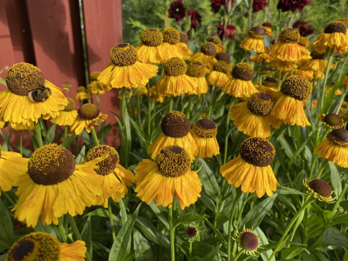 Gula solbrudblommor med mörkbruna mittknappar framför en röd trädgårdsstör. En humla sitter på en av blommorna.