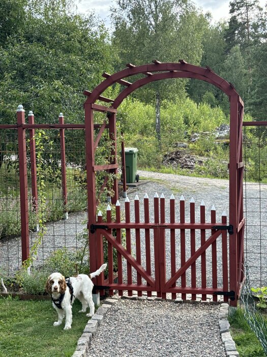 Rött trästaket med vitmålade spetsar i en trädgård, hund står bredvid grind under en träbåge, natur i bakgrunden.