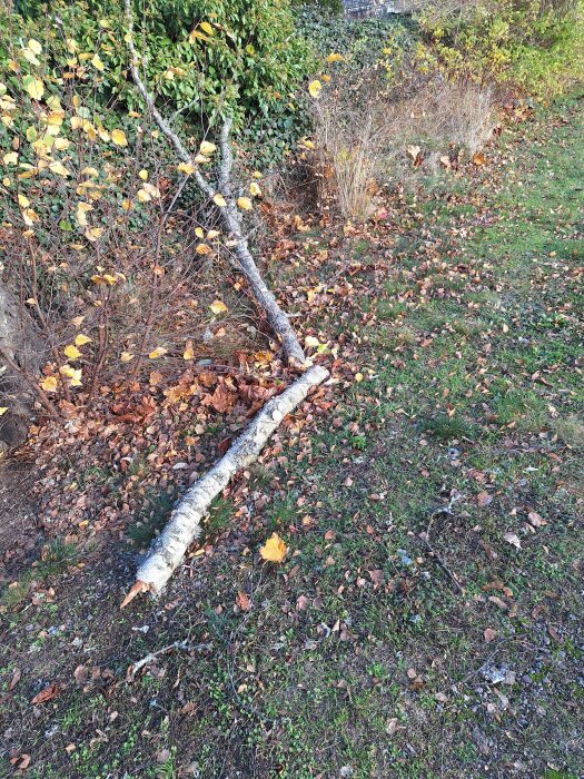 Stor gren från en björk ligger på marken med höstlöv efter storm.