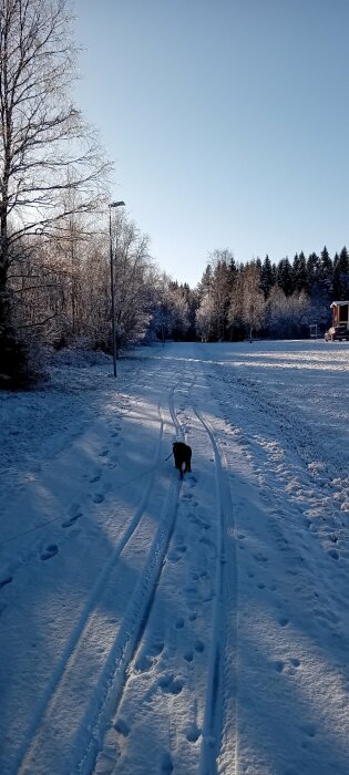 En hund går på en snötäckt väg med hjulspår och fotavtryck, omgiven av vinterträd och en klar blå himmel.