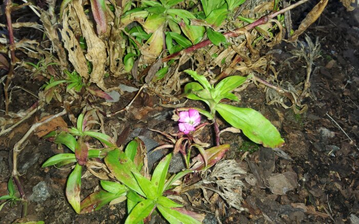 Vissna växter med gröna blad och en liten rosa blomma på marken i en trädgård.