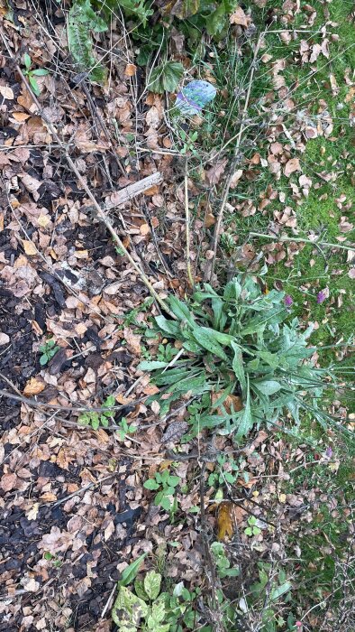 Övergivet trädgårdsområde med vissna löv, ogräs och synlig markduk.