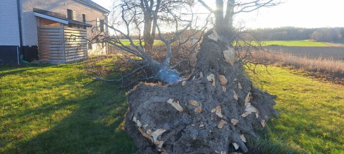 Stormfällt träd liggande på marken nära ett hus, omgiven av grön gräsmatta och åker. Trädets rötter är synliga mot marken.