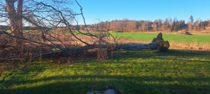 Omkullfallet träd på grön gräsmatta omgiven av gärden, efter storm, landat mellan hus och annan växtlighet.