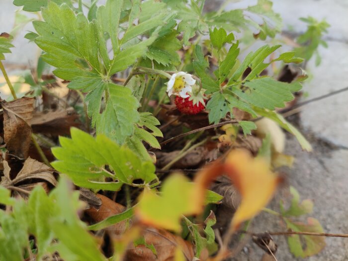 Vild smultronplanta med röda bär och gröna blad, omgiven av torra löv på marken.