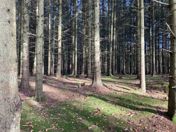 Tät skog av höga barrträd med grön mossa på marken, genombruten av fläckar av solljus.