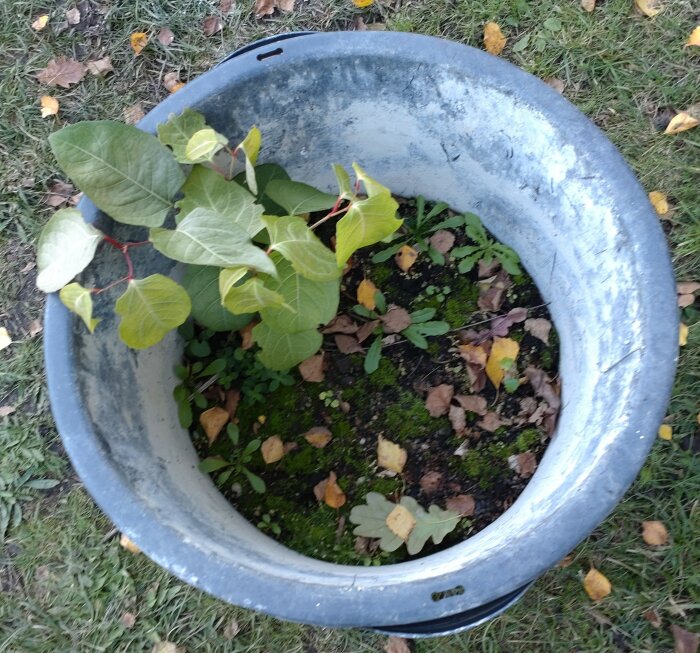 Växt med gröna blad i en stor metallkruka, omgiven av mossa och vissna löv. Krukan står på gräs.