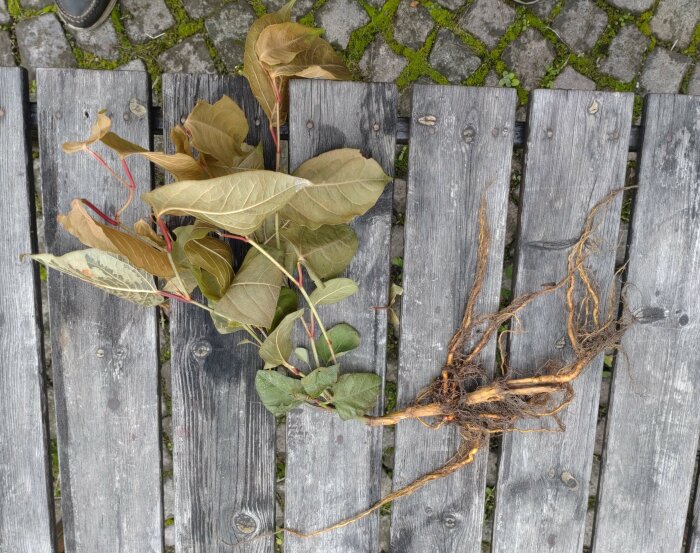 Rotfragment och stammar av en planta med blad på en träbänk, relaterat till diskussion om plantering och tillväxt av bestånd.