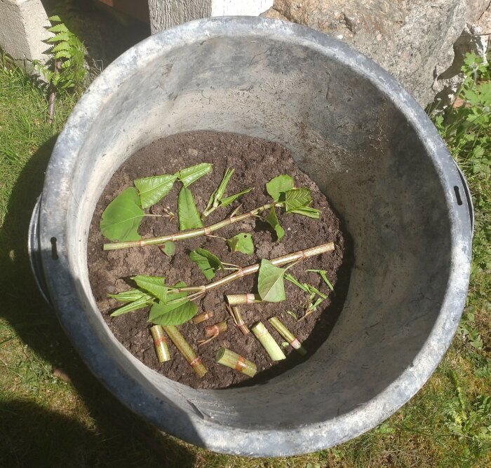 Stamdelar med blad i en balja med jord, utomhus under sommartid, i soligt väder.