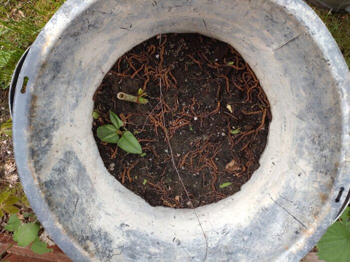 Bilden visar en balja med jord, rotfragment och en planta med gröna blad som växer i mitten.