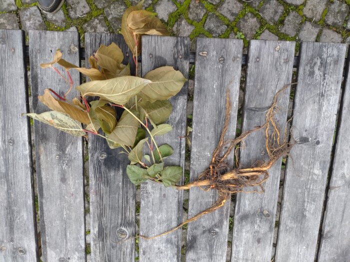 Vissna blad och rötter av en växt ligger på en trall av träplankor.