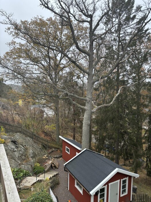 Stor ek på tomt bredvid en röd byggnad med trappa och gärdsgård, belägen i skogsmiljö under mulen himmel.