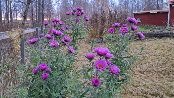 Lila jätteasterblommor i en trädgård framför en röd byggnad, med skog i bakgrunden.