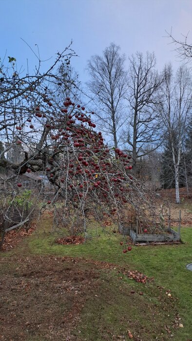 Äppelträd med många röda äpplen i en höstträdgård, omgivna av lövbärande träd och gräsmatta.