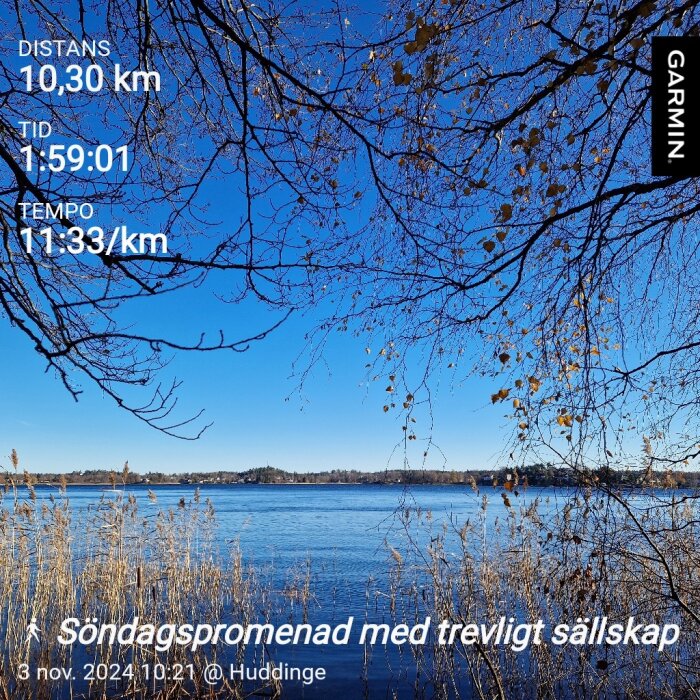 Söndagspromenad vid sjön i Huddinge med blå himmel och grenar i förgrunden, distans 10,30 km, tid 1:59:01, tempo 11:33/km.