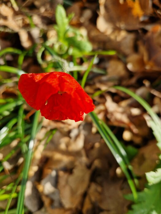 Röd vallmo blommar bland gröna blad och bruna löv i solsken.