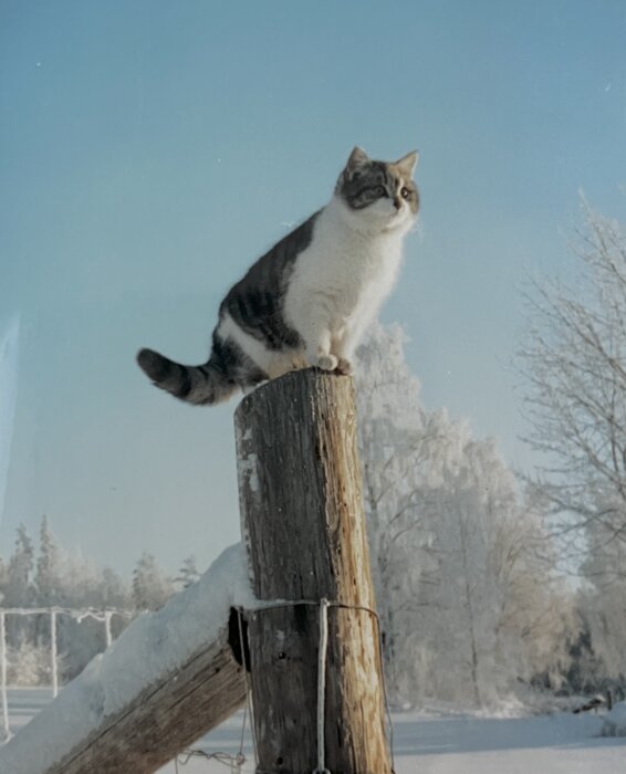 Katt sitter högst upp på en snötäckt trästolpe, med frostiga träd och klar himmel i bakgrunden, -8 grader den 20 mars 1987.