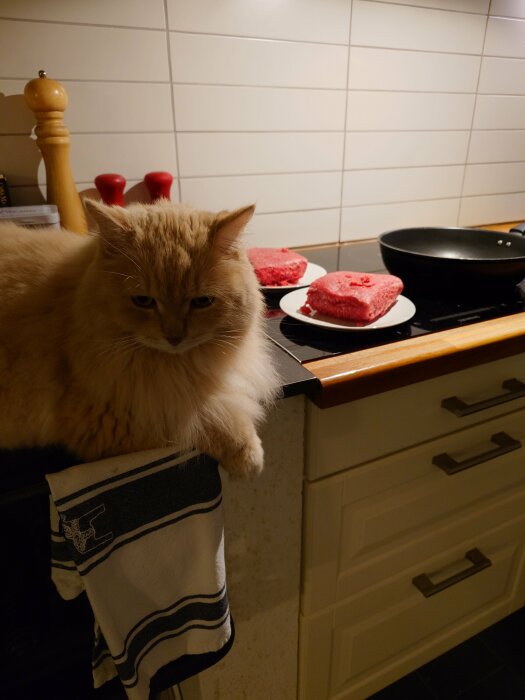 En fluffig katt sitter på köksbänken bredvid tallrikar med köttfärs och en stekpanna, redo för lasagnetillagning.