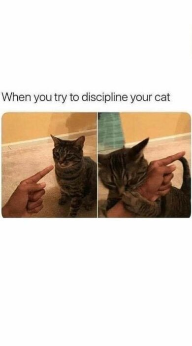 Tvådelad bild med en person som pekar på en katt. Katten biter sedan tag i fingret. Text: "When you try to discipline your cat".