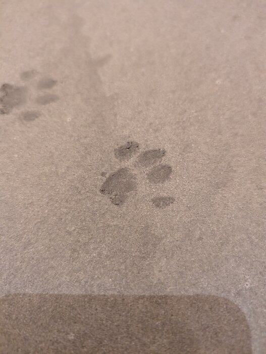 Paw prints on newly smooth-leveled laundry room floor.