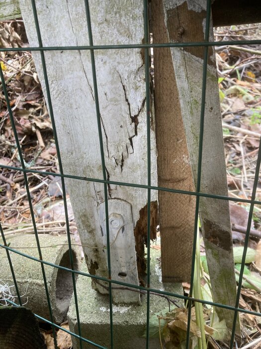 Murkna träsplint med skador, del av en förfallen konstruktion, kanske en pergola, omgiven av ett grönt metallnät och lövverk.